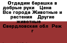 Отдадим барашка в добрые руки › Цена ­ 1 - Все города Животные и растения » Другие животные   . Свердловская обл.,Реж г.